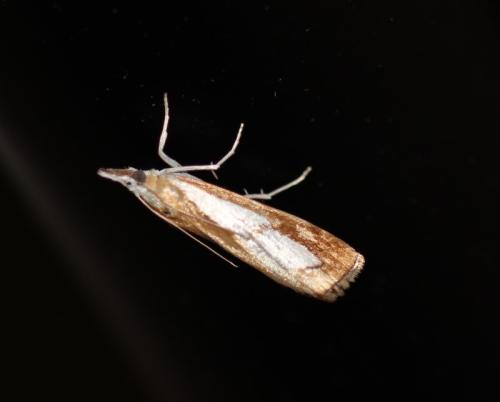 Catoptria sp.